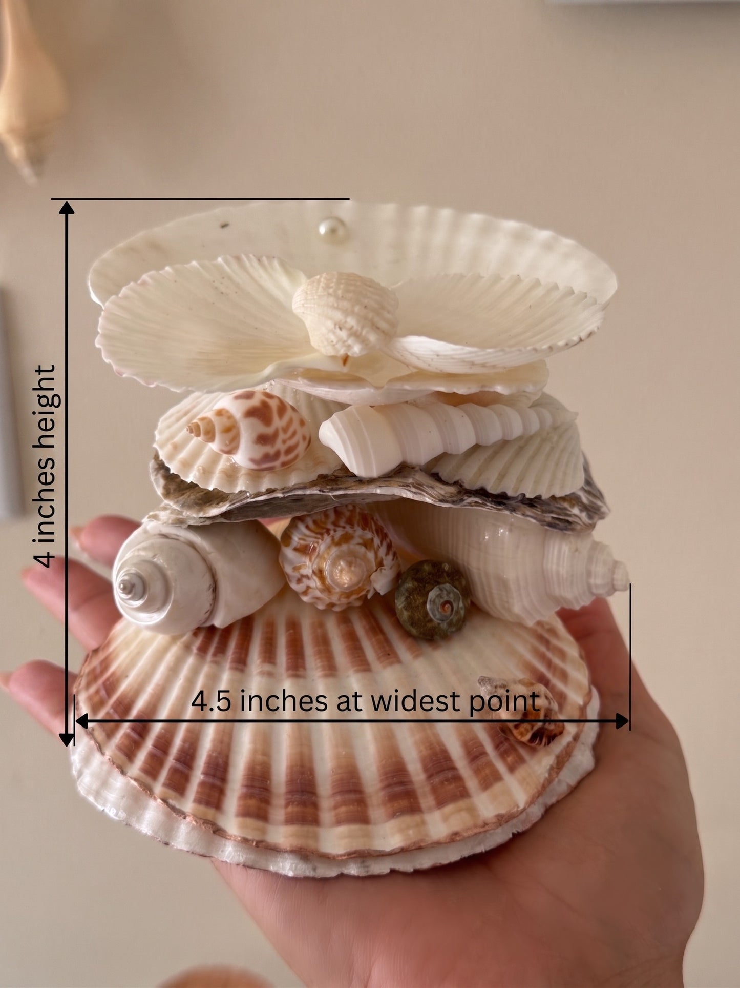 A hand holding a decorative shell sculpture made of layered real seashells, with overlaid dimension lines showing 4 inches height and 4.5 inches width at the widest point.