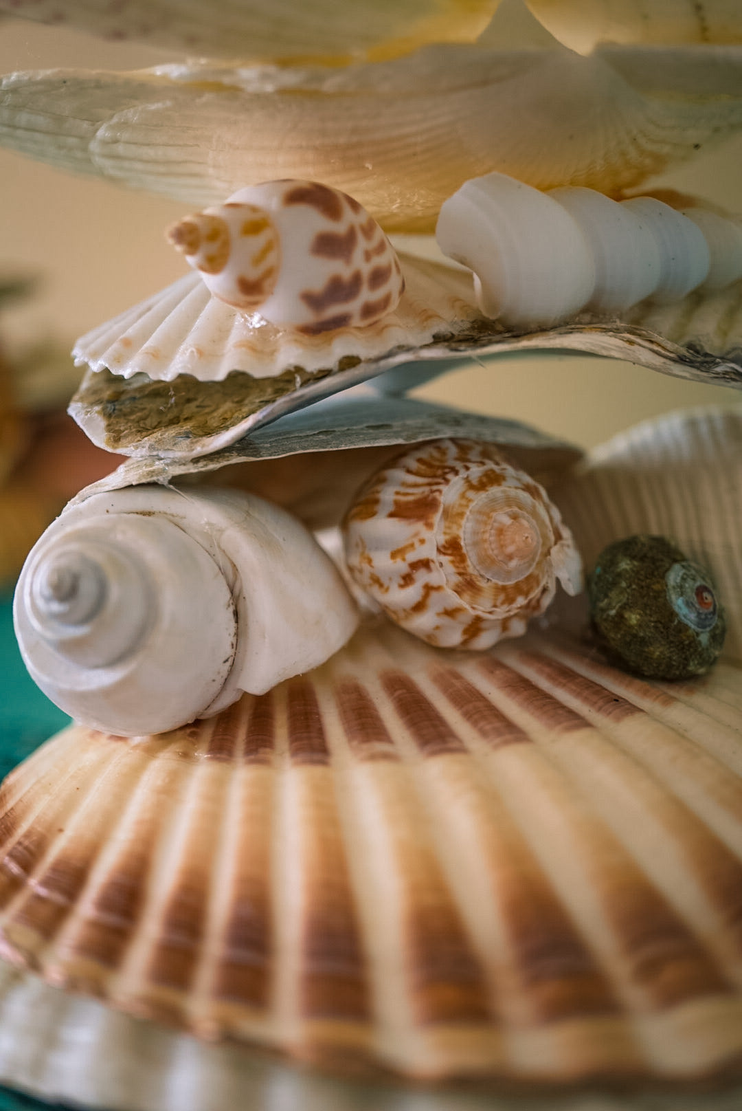 Stacked Multi Seashell Coastal Jewelry Holder and Trinket Tray