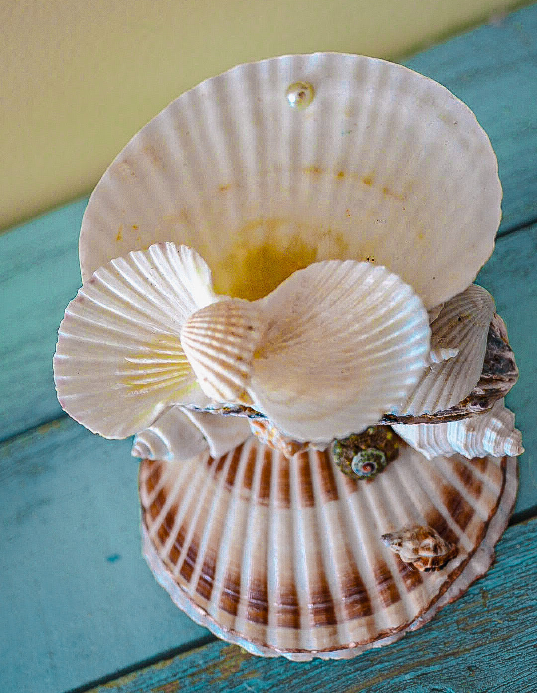 Stacked Multi Seashell Coastal Jewelry Holder and Trinket Tray