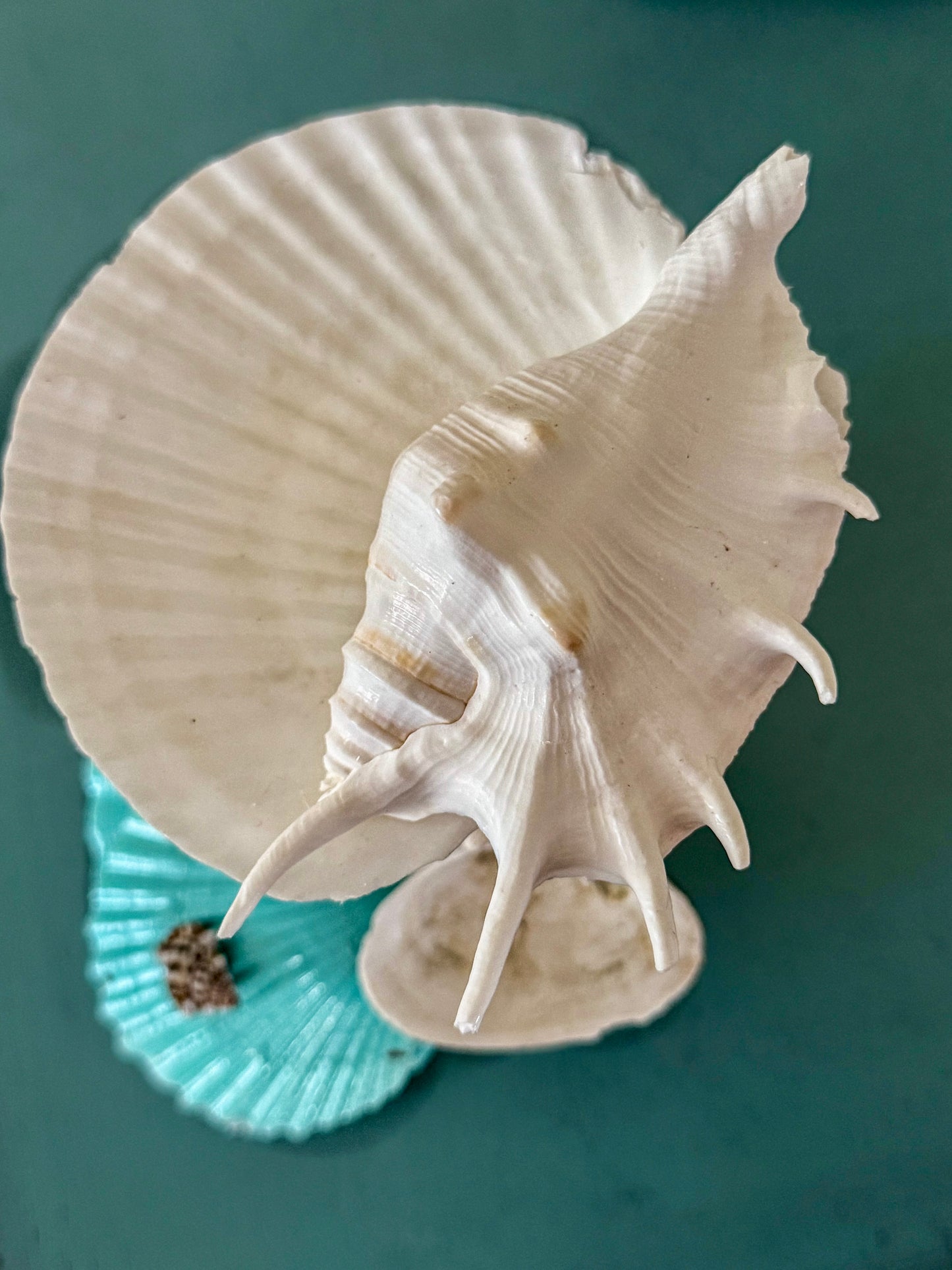 Beach Cottage Seashell Coastal Jewelry Holder and Trinket Tray