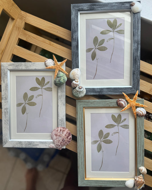 Seashell Picture Frames