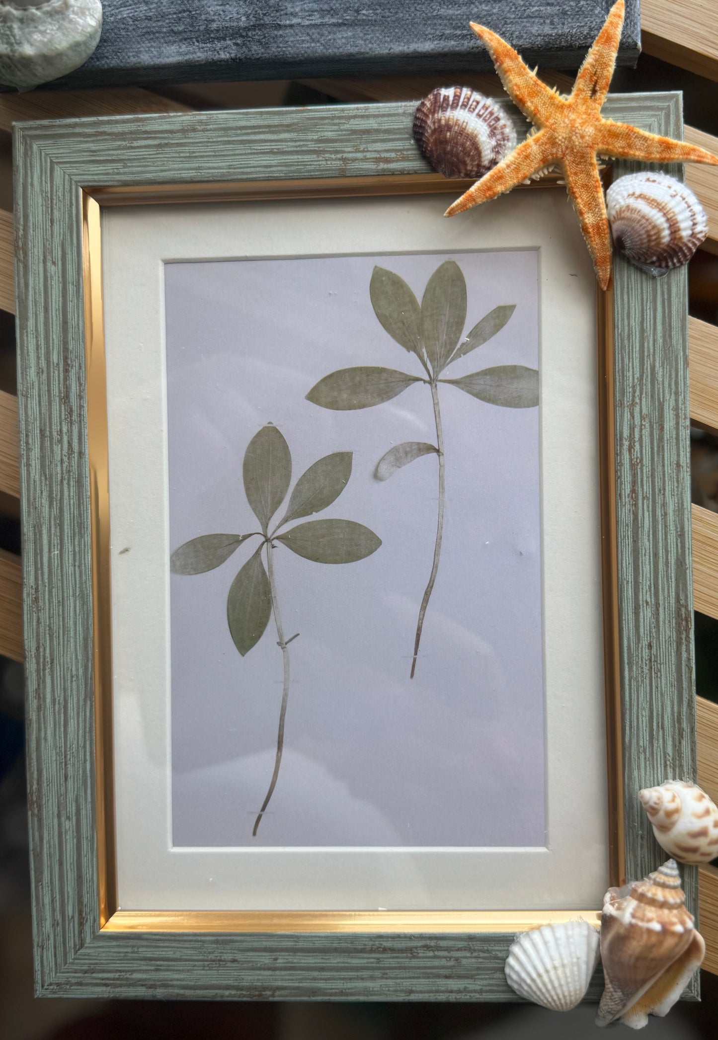 Seashell Picture Frames