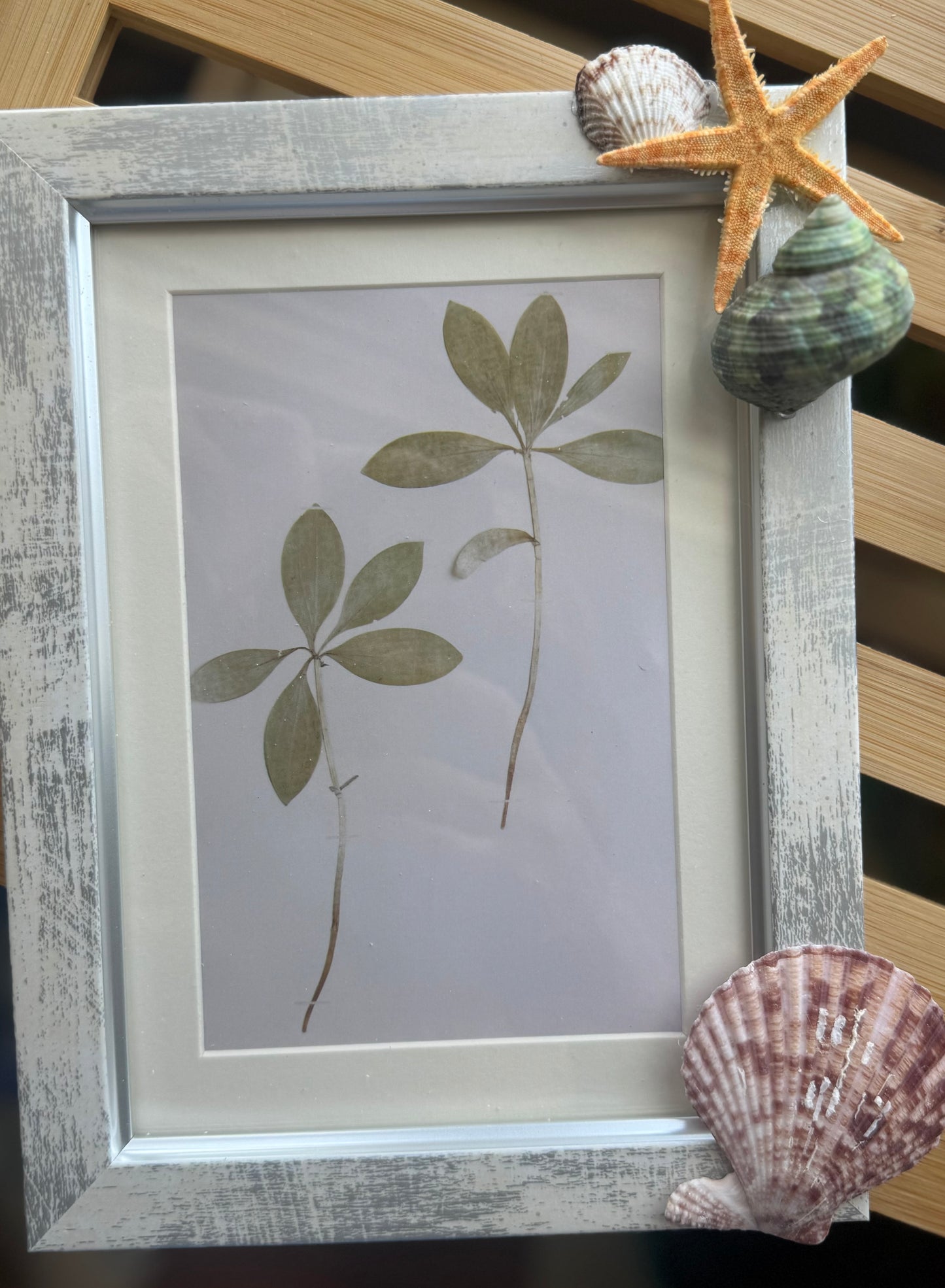 Seashell Picture Frames